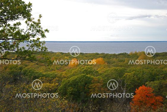 View over autumn forest