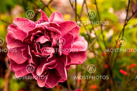artificial rose