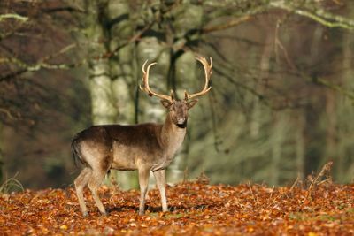Dovhjort på hösten