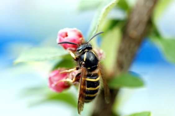 wasp