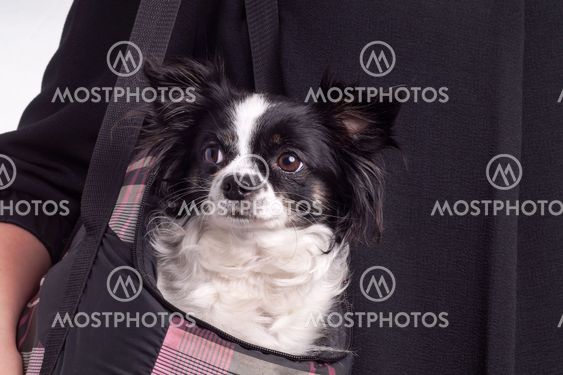 black and white accessories dog chihuahua