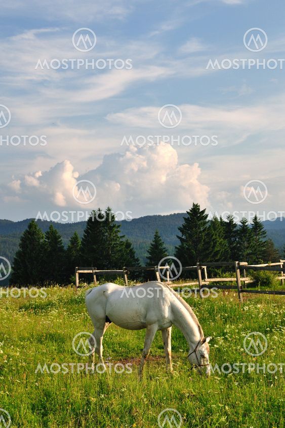 White horse in mountain