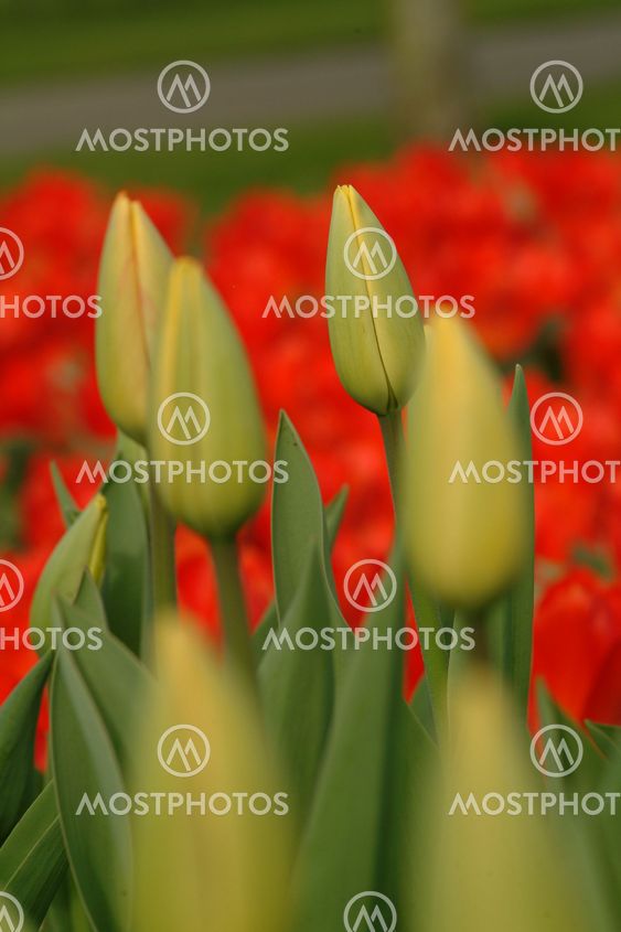 gelbe tulpen | yelow tulips