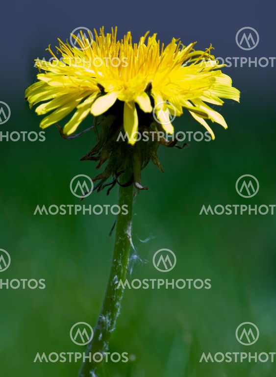 Dandelion Macro