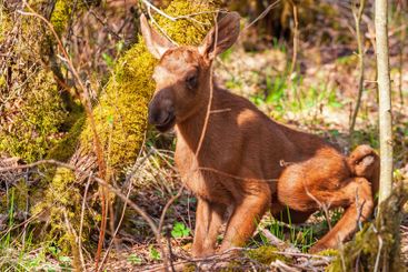 Newborn moose calf in the woodland