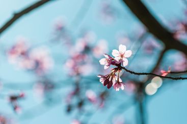 Springtime cherry blossoms bloom against a clear blue...