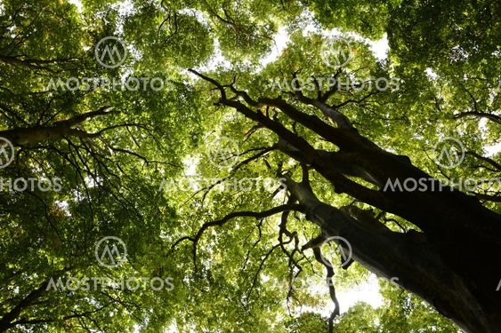 The trees