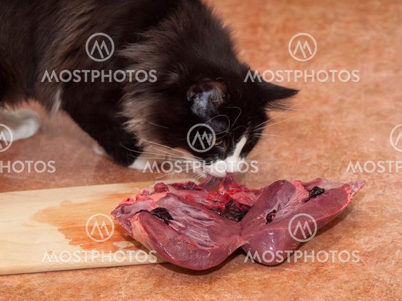 Cat and heart