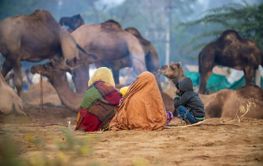 Camels at the Pushkar Fair, also called the Pushkar Camel...