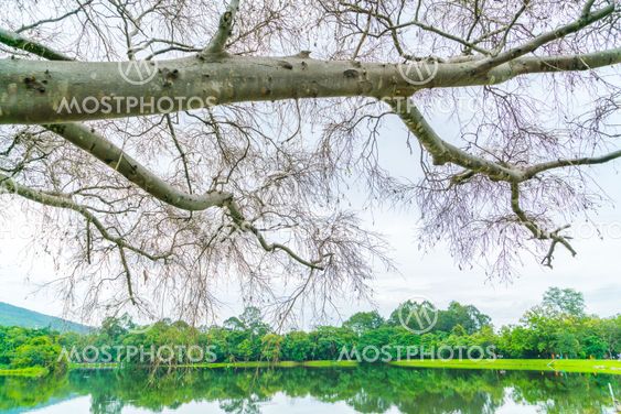 Beautiful green park with lake , Ang Kaew at Chiang Mai...