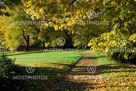 Autumn morning