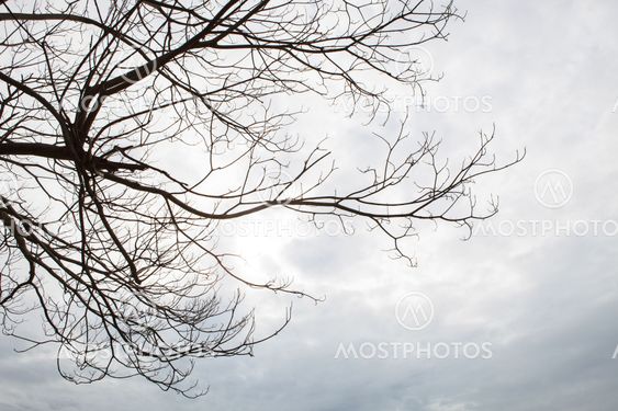 dry tree branch against cloudy day use as multipurpose natural background ,backdrop