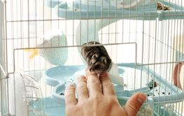 Cute hamster interacts with a person's hand in its cage...