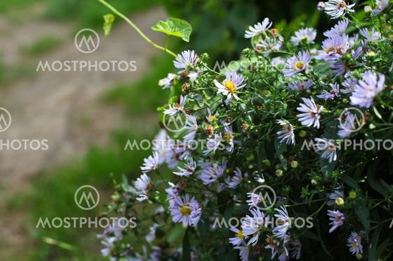 Closeup of Aster flower