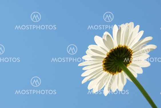Daisy on blue