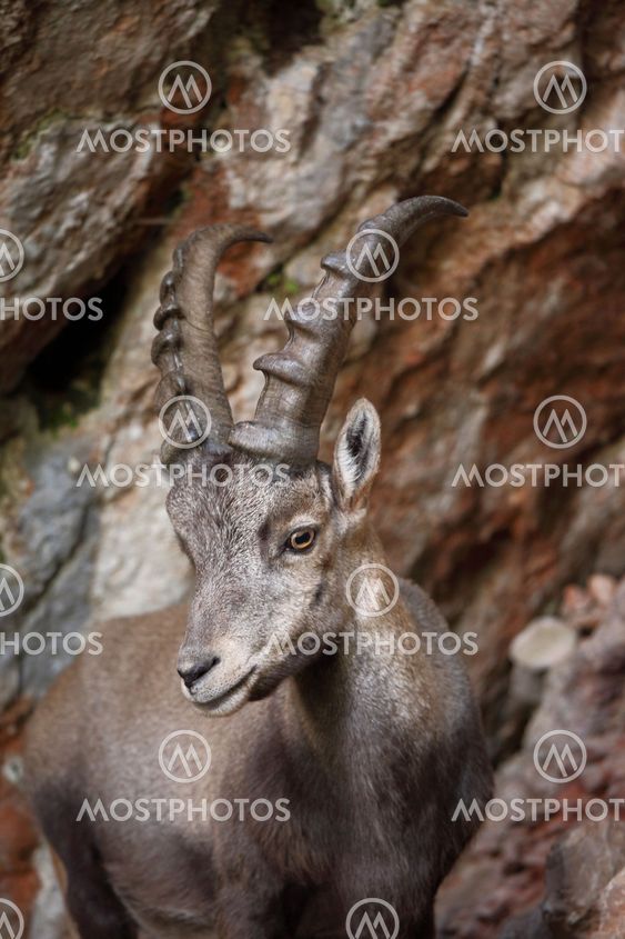 Alpine Ibex