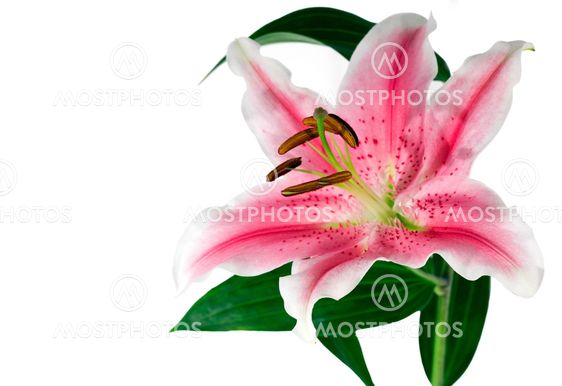 Lily iso