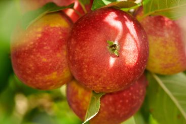 Fruit, closeup and trees with apples in nature for farm,...