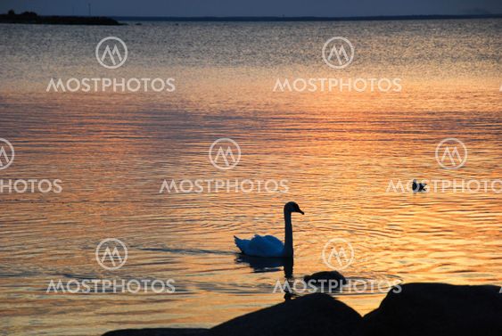 Water reflections with a mute swan