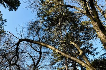 Tall trees with bare branches under a clear blue sky
