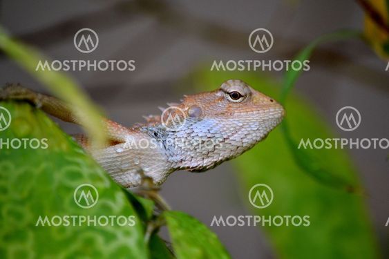 Gecko på bladniveau