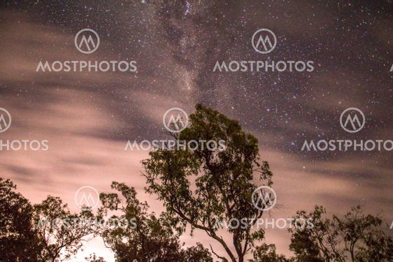 A palm tree under a starry sky