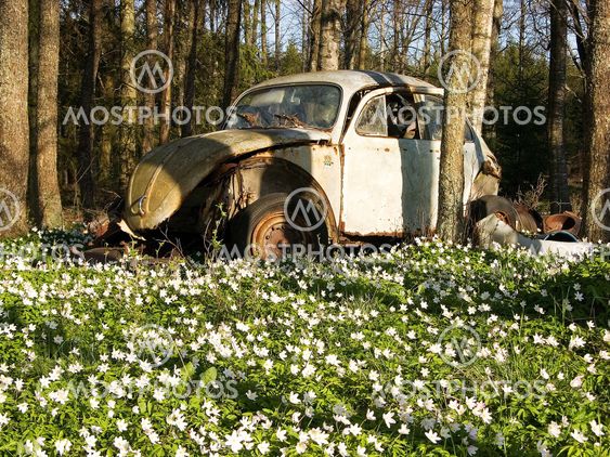 VW bland vitsippor