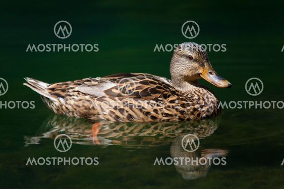 Duck, Ebro river, Fontibre, Campoo de Suso, Cantabria, Spain