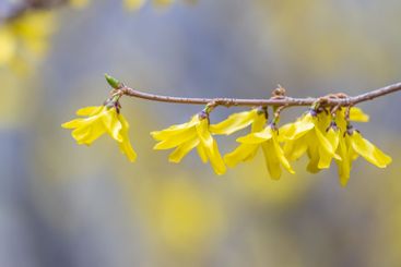 Forsythia. Blooming forsythia bush. Yellow flower on a...