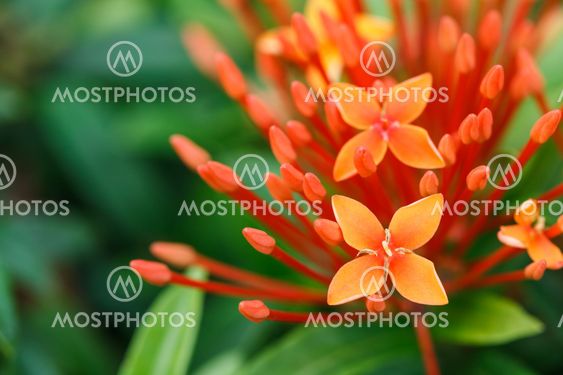 Close up bunch of red ixora flowers