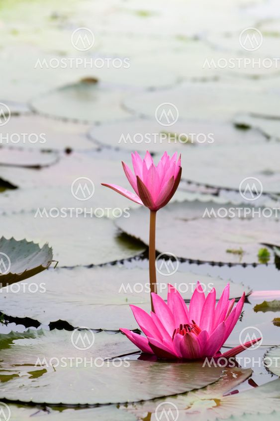 Pink water lily