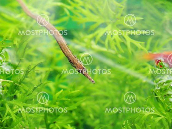 Portrait of a Pipe Fish