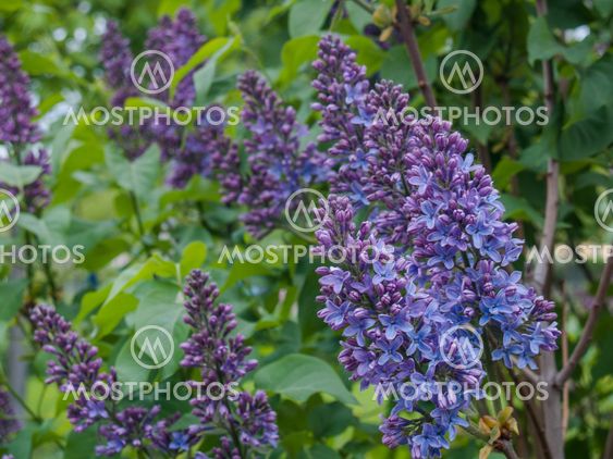 Blooming lilac in city park