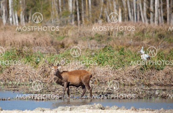 Deer in Salburua, Vitoria, Alava, Spain