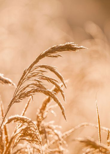 Golden reeds swaying gently in the soft light of dusk in...