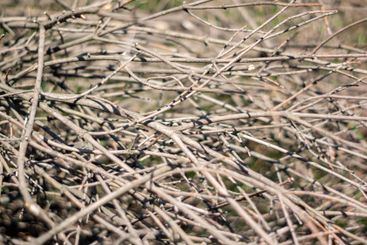 Natural arrangement of dry twigs on the ground in a...