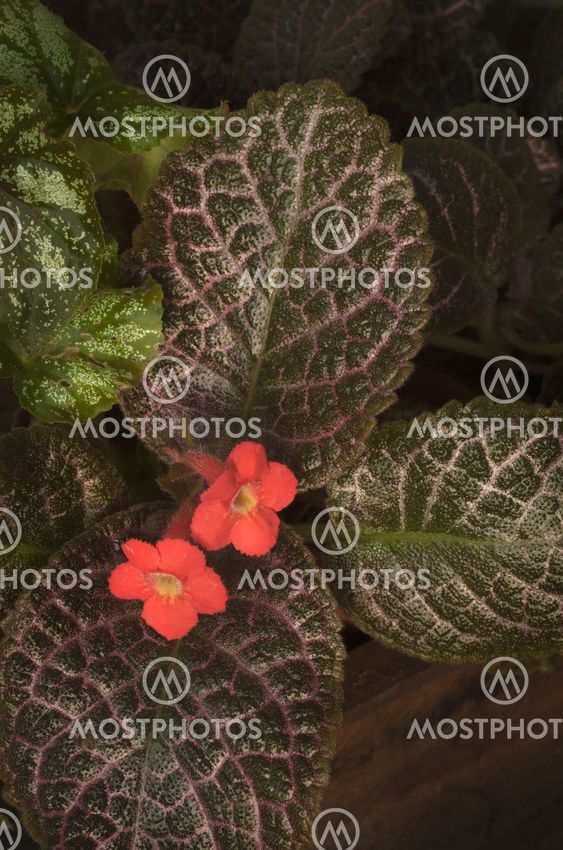 Red Episcia flower