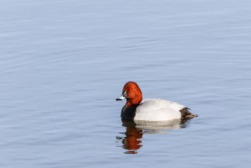 Colorful pochard swimming in lake