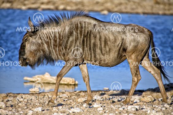 a blue wildebeest in front of a waterhole in etosha national park namibia