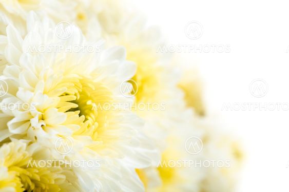 Beautiful white Flower Isolated on White Background