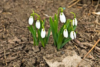 White snowdrop flowers (Galanthus nivalis) on early spring