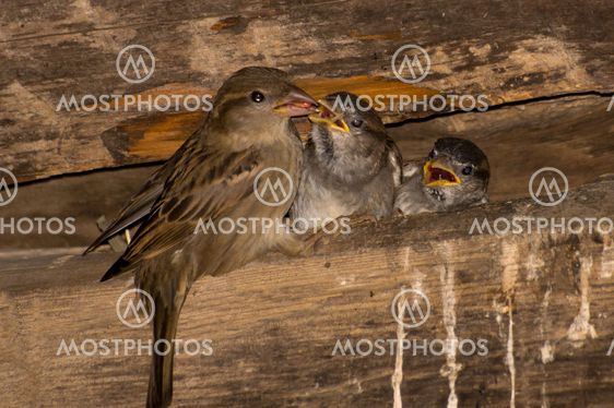 Fed bird chick