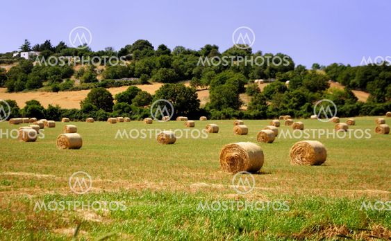 Rolling grass in the countryside of the murgia barese