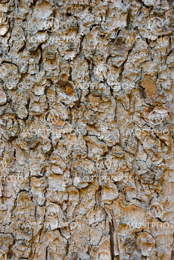 Bark Texture