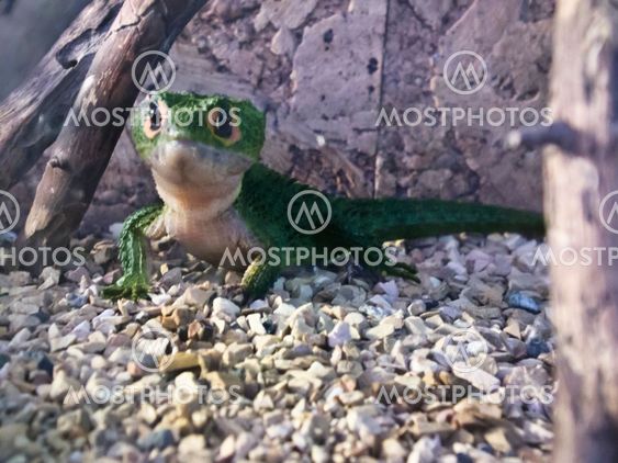 lizard