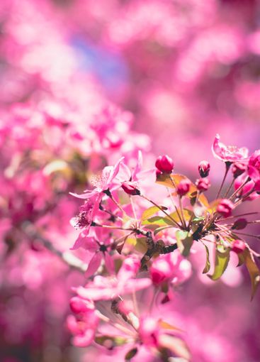 Blossom with Soft focus