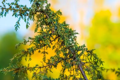Juniper tree close up.