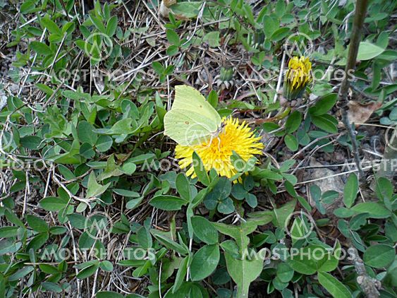 Citronfjärill dandelion.
