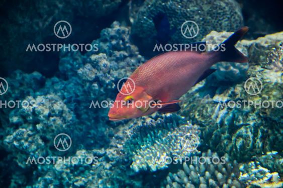 Red marine game fish on coral reef