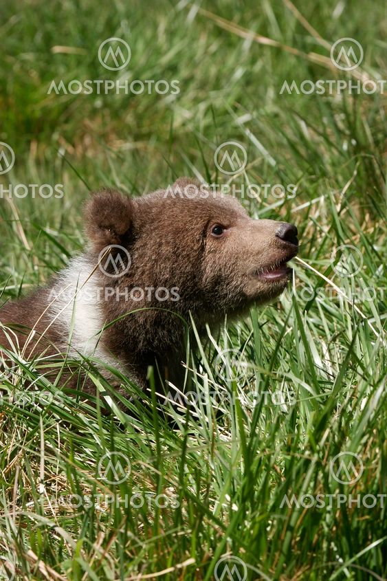 Grizzly bear cub sitting in green grass